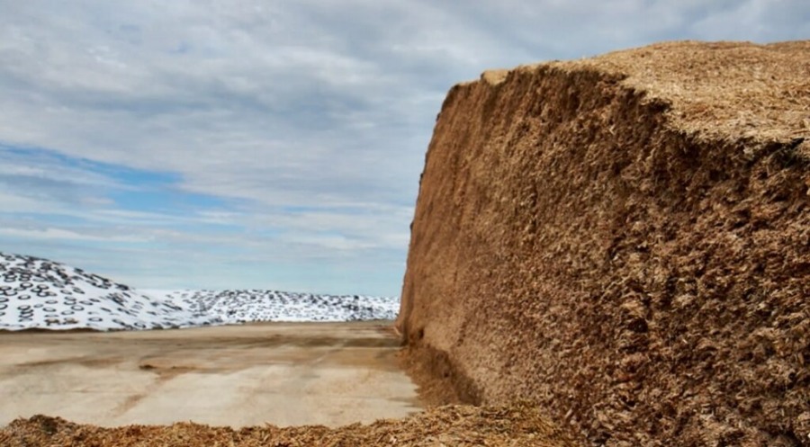 ¿La fermentación deficiente del ensilaje está degradando los aminoácidos?