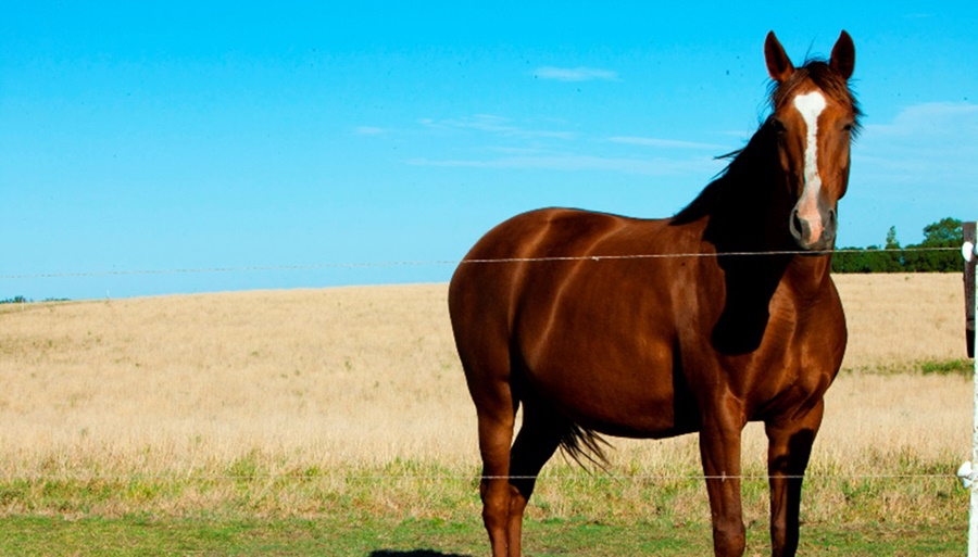 Encefalomielitis Equina: Gestionan a contrarreloj vacunas contra un virus que hace 35 años no se detectaba