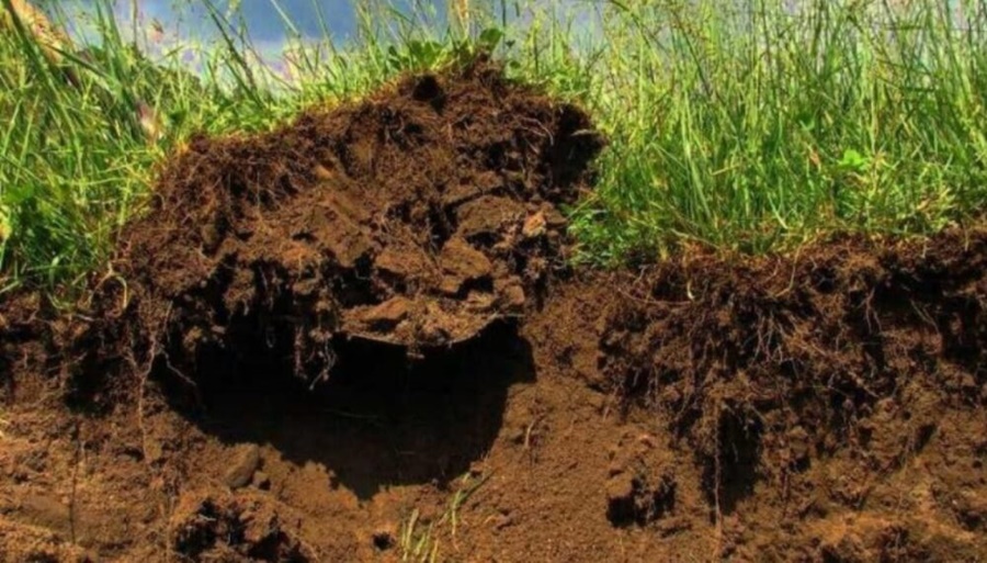 Más agricultura es igual a más carbono: La ecuación que da resultado en los suelos de la Pampa Ondulada
