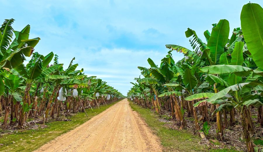 Innovadora tecnología de Biofábrica Misiones demuestra su éxito en producción de bananos en Salta