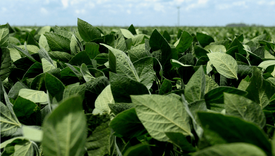 Aprueban una nueva soja transgénica que resiste al gusano causante del “quiste”