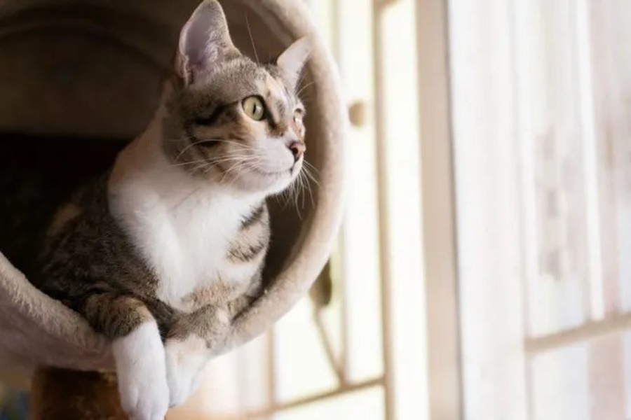 Día Internacional del Gato: ¿Por qué se conmemora cada 20 de Febrero?