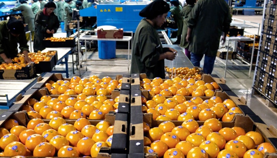 Crisis: El 90% de las economías regionales está con señales de alerta o “en rojo”, en Octubre, solo la yerba mate y el maní mostraron números favorables