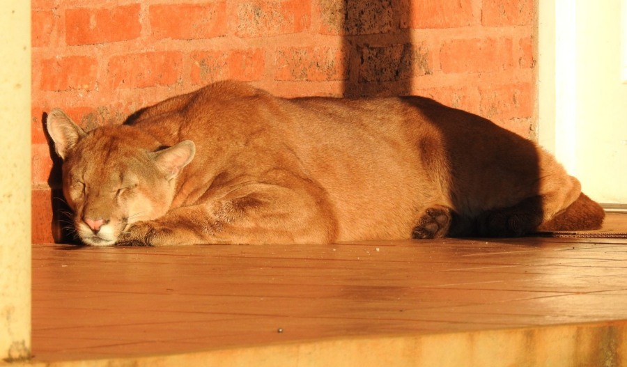 Protección de la fauna: Un puma fue rescatado en la localidad correntina de Colonia Liebig, Gendarmería Nacional brindó seguridad y colaboró para resguardar al animal herido