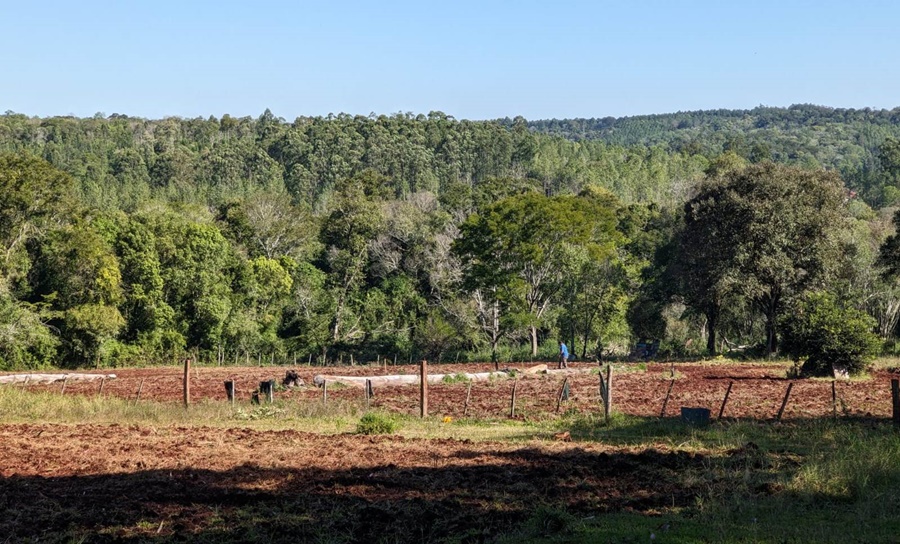 Poda y curvas a nivel en el Alto Uruguay, orientadas a mejorar la productividad yerbatera