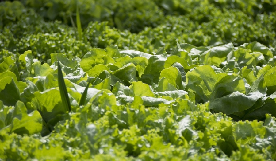 Capacitan a productores sobre manejo ecológico de plagas