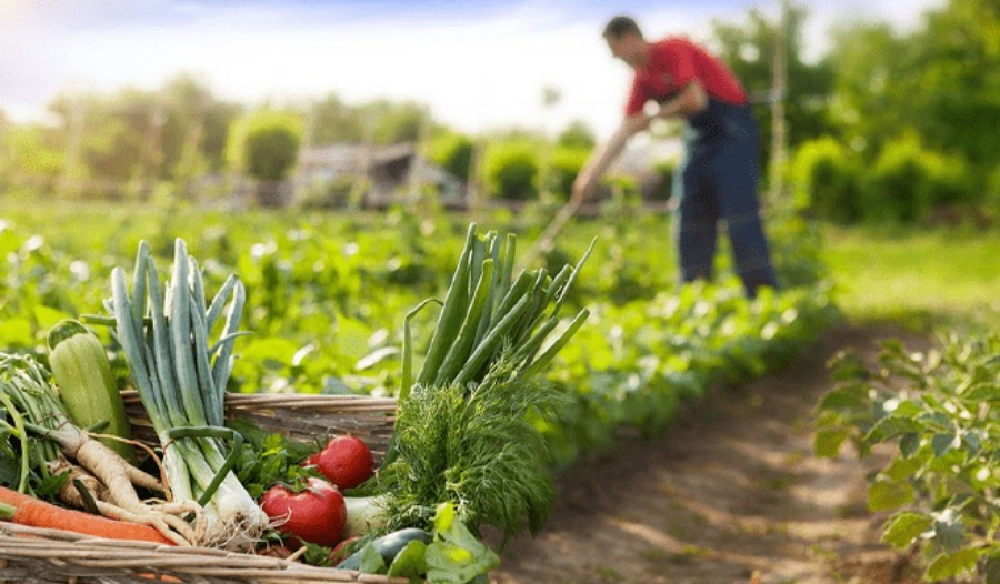 Impulsan la producción en las chacras misioneras, mediante iniciativas orientadas a fortalecer la producción, promover prácticas agroecológicas y mejorar la comercialización de productos locales
