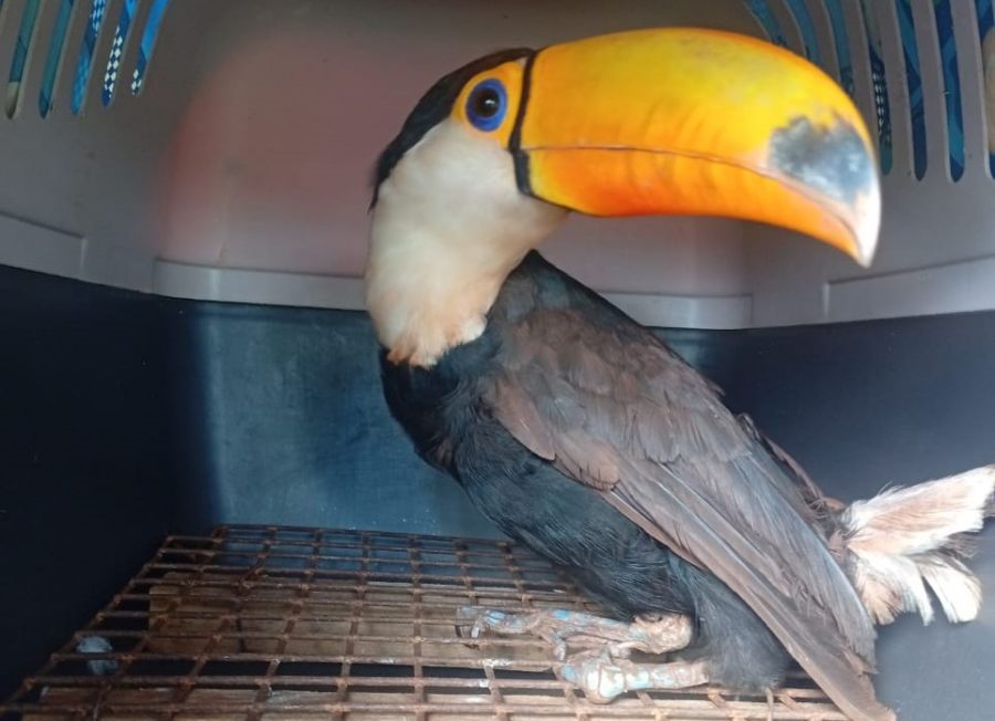 Misiones: Rescataron un tucán herido que estaba en una aldea guaraní de la localidad San Vicente