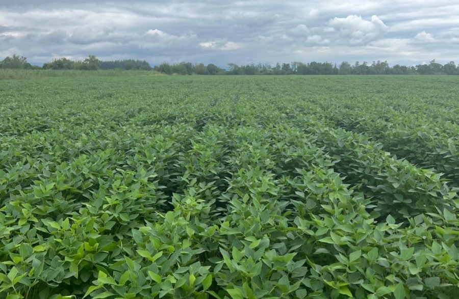 Un cultivo de especialidad supera techos de rendimiento de la mano de la nutrición: El manejo balanceado de nutrientes en poroto muestra incrementos de hasta 700 kilos por hectárea