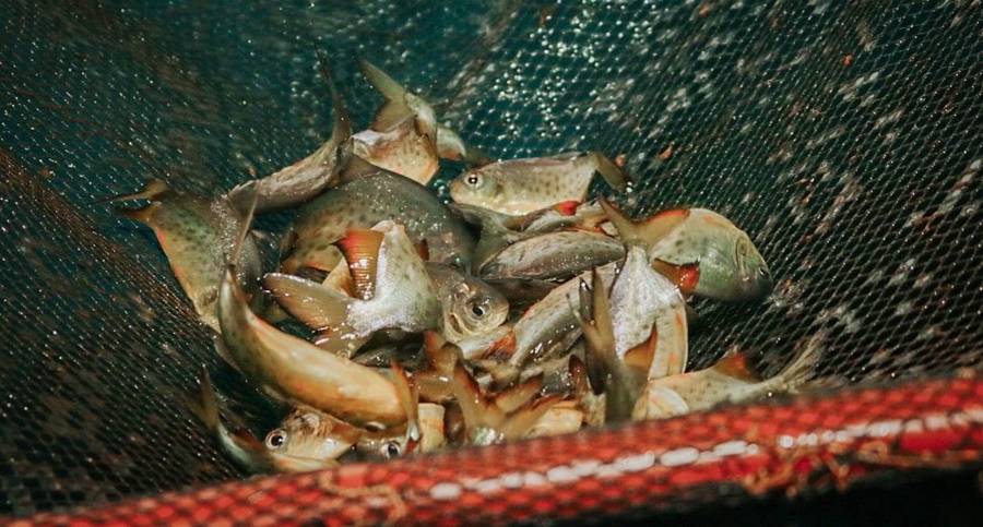 Peces: Cosecha a pie de estanque en el Municipio de Apóstoles