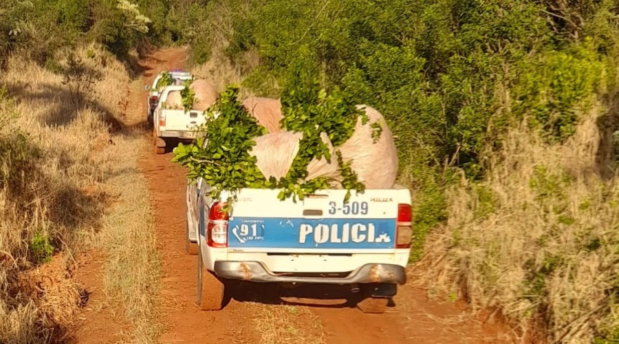 Misiones: Policías rurales evitaron el robo de yerba mate a un colono y detuvieron al implicado