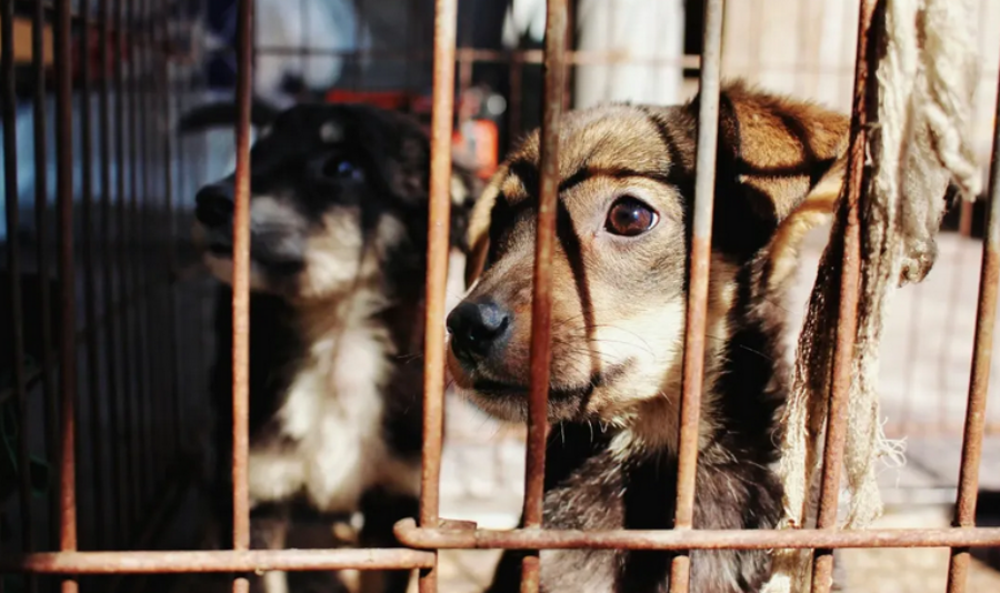 La Legislatura misionera avanza el Proyecto de Ley para la creación del primer Juzgado de Protección Animal de la provincia