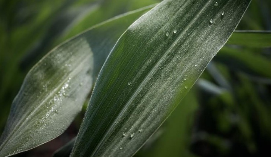 Yara amplifica su compromiso con la sustentabilidad: La compañía noruega lanza al mercado su nueva línea de bioestimulantes YaraAmplix