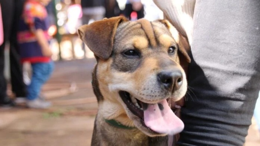 Posadas: Empieza este miércoles el primer relevamiento de animales de compañía para fortalecer políticas de salud