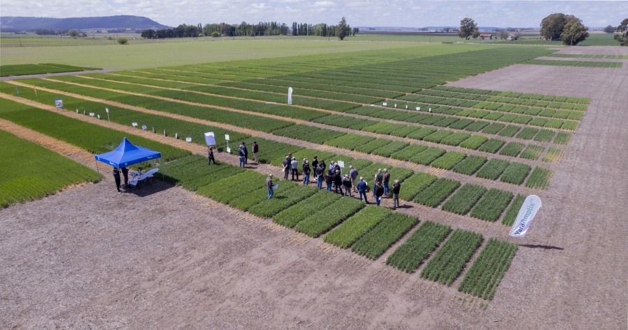 Inician los Centros de Experiencia Yara con foco en bioestimulación y micronutrientes