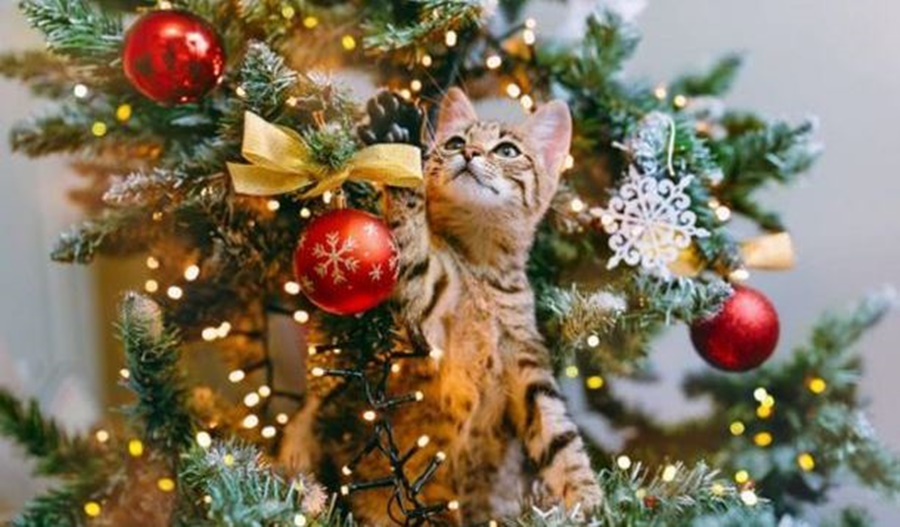 Llegan las fiestas: Cuánto cuesta este año armar el árbol de Navidad