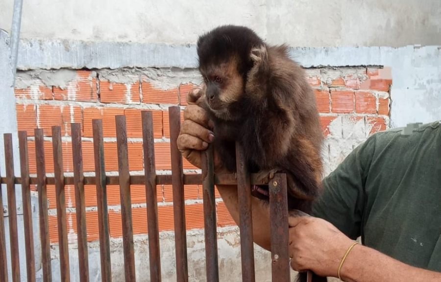 En dos procedimientos distintos realizado, la Policía de Misiones intervino para resguardar animales silvestres que se encontraban en zonas urbanas