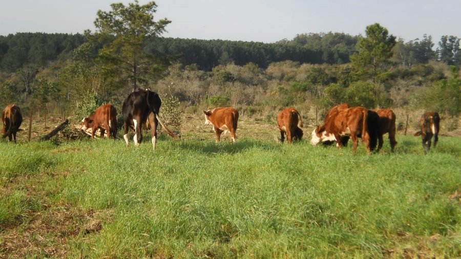 Aprovechamiento de la Avena Strigosa en la zona sur de la provincia de Misiones