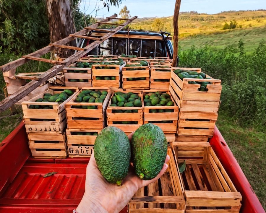 Productores misioneros de Palta Hass beneficiarios del Programa de Diversificación Tabacalera concretaron una venta conjunta a la provincia de Tucumán