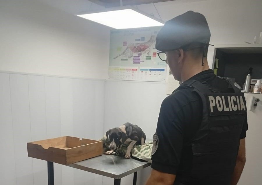 Oberá: Por pedido de vecinos, la Policía de Misiones rescató a una perra herida y sus crías que habrían sido abandonadas desde un vehículo