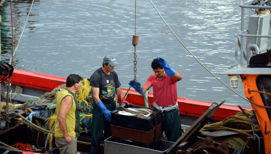 Un mar de oportunidades: La pesca crece fuerte y es el rubro de mayor expansión en la economía