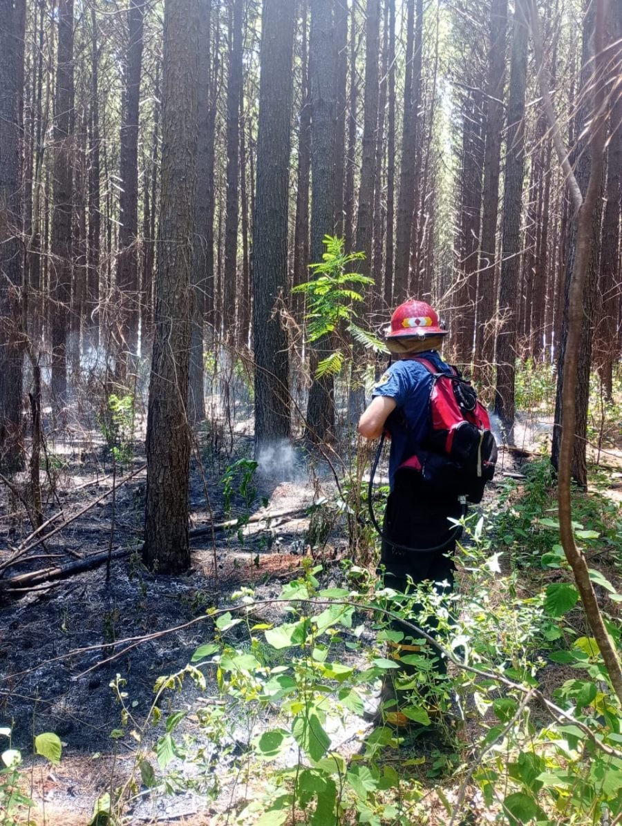 Bomberos controlaron un incendio de pinar en el Municipio misionero de Corpus Christi