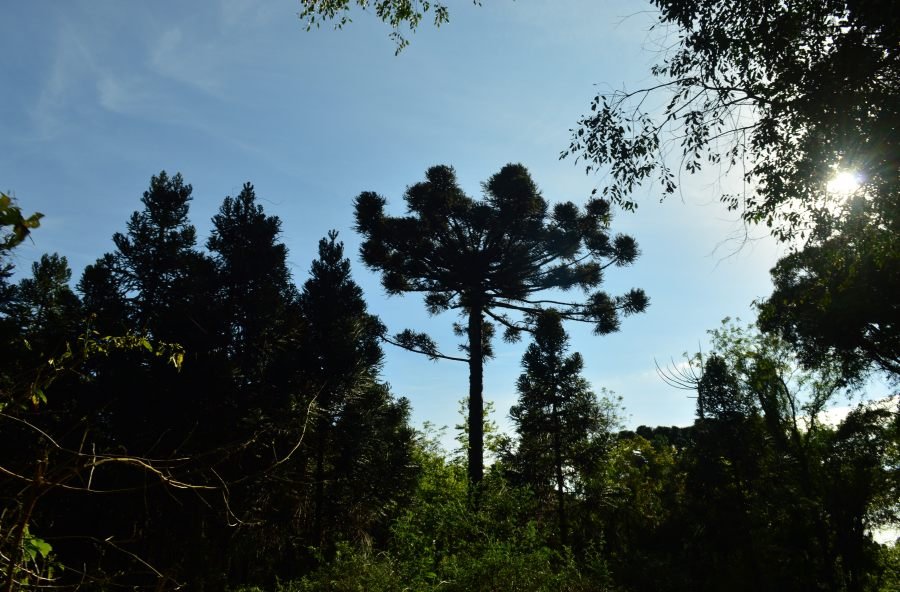 Eldorado reúne al sector forestal: Las Jornadas Técnicas Forestales y Ambientales celebran 40 años con foco en innovación y sostenibilidad