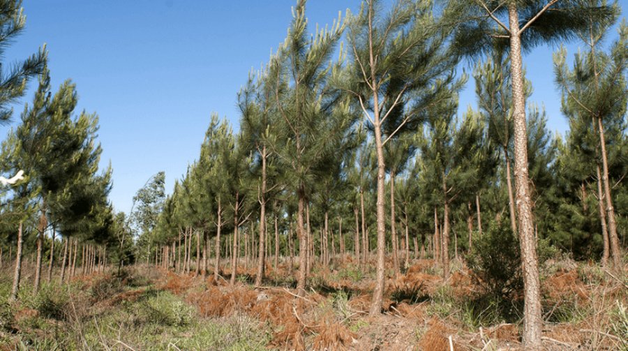 El NEA, con una “dinámica positiva”: El impulso de la bioenergía, el arroz, la yerba y la forestación