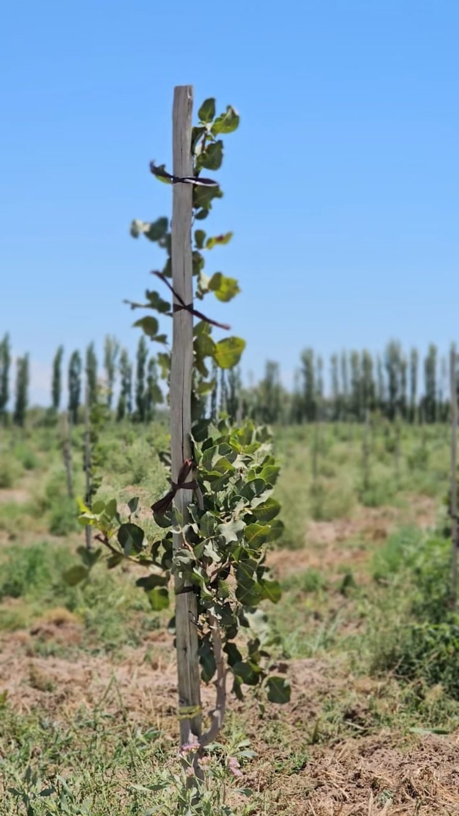 El Pistacho argentino amplia su base de inversores con perfiles de siete provincias y cuatro países extranjeros