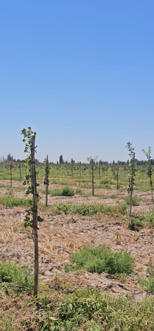 La demanda global crece más rápido que la oferta: Pistacho, una oportunidad estratégica para la Argentina