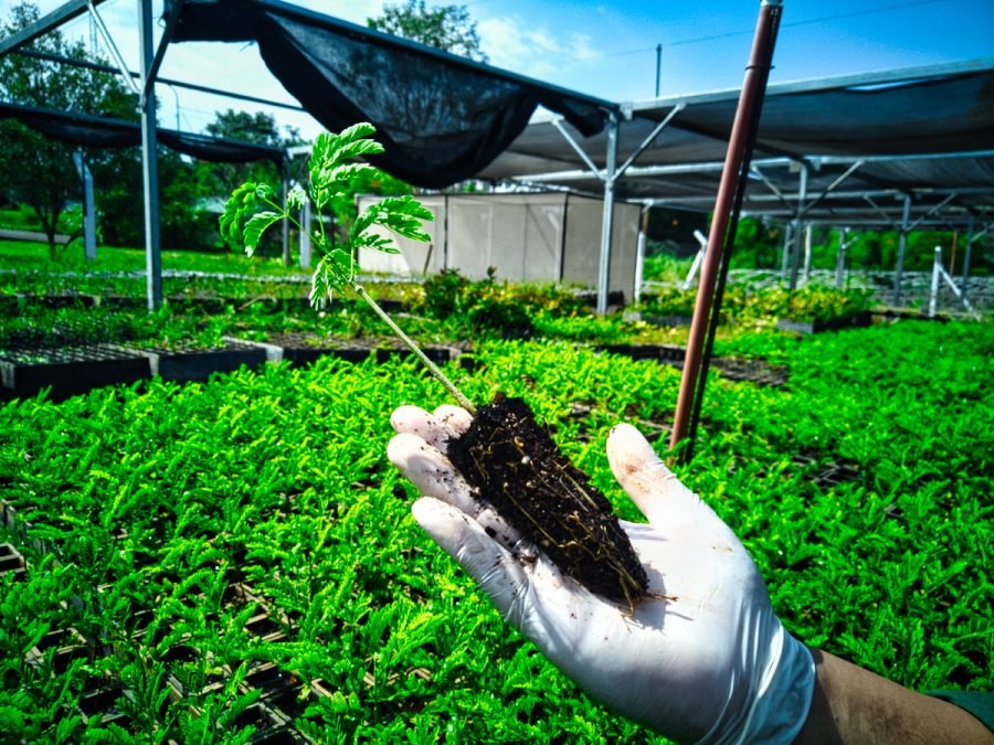 Misiones: Entregarán quinientos árboles nativos para la Promesa de Cuidado del Ambiente