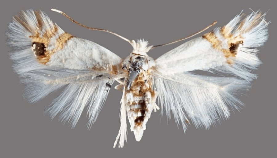 La provincia de Río Negro en alerta por el avance de la polilla del álamo, en pleno inicio de la cosecha frutícola