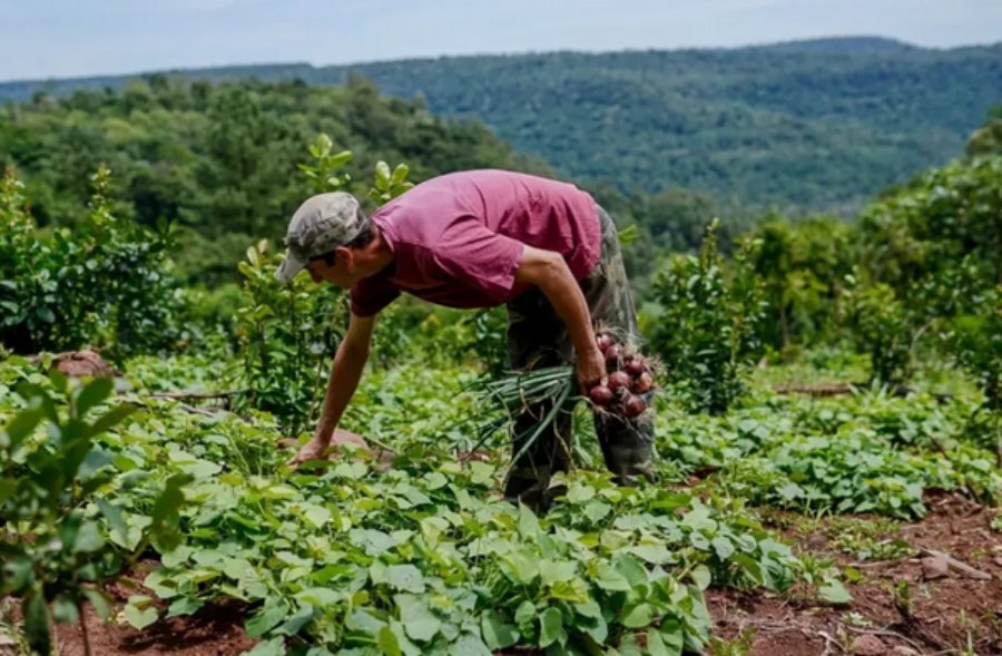 Adolfo Safrán: "Para apoyar al agro misionero en el mes de Junio comienza el Programa Provincial Ahora Chacra"