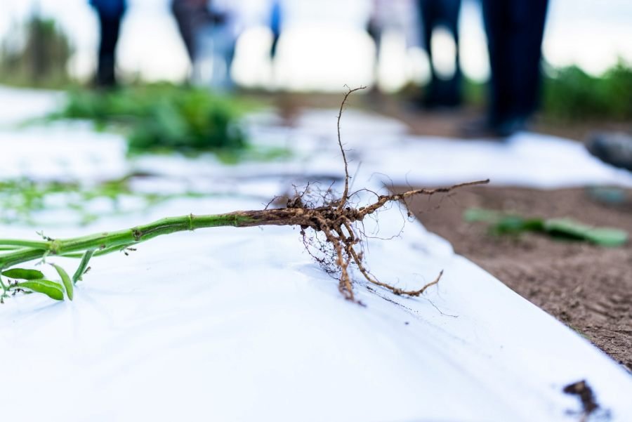 Coinoculación: Una herramienta biológica disponible frente a la compactación de suelos