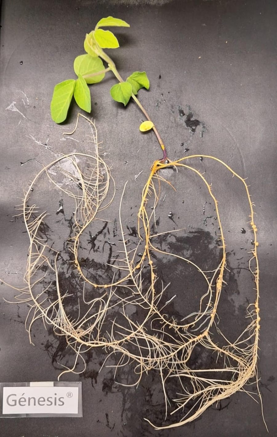 Investigar para producir: Cómo la biotecnología se convierte en una solución para la soja