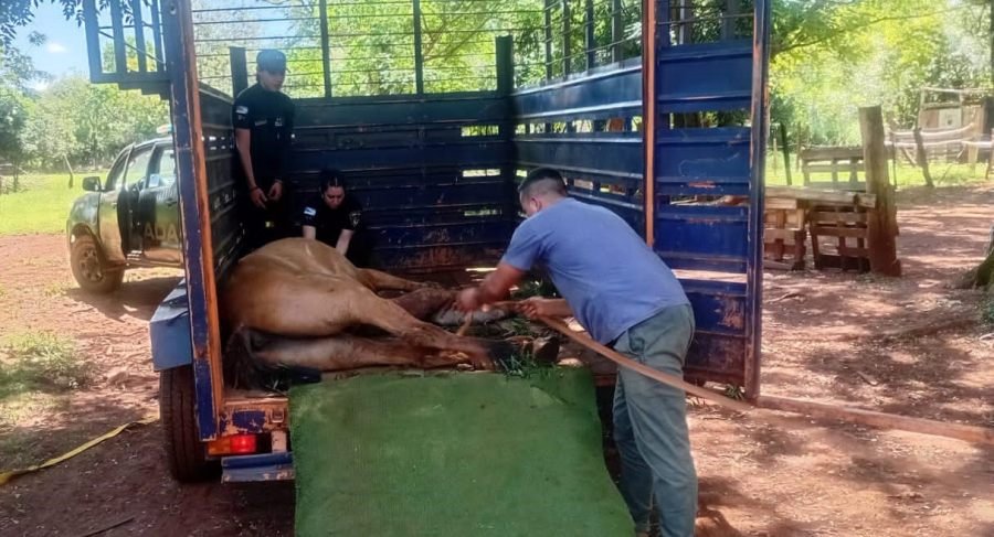 Maltrato Animal: Un caballo colapsó de agotamiento y la Policía de Misiones montó un operativo para rescatarlo en la ciudad de Posadas