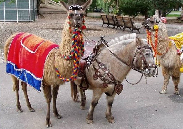 “Cuidado Responsable de Animales” La ciudad de Apóstoles prohibió la utilización de animales en la vía pública con fines lucrativos o comerciales