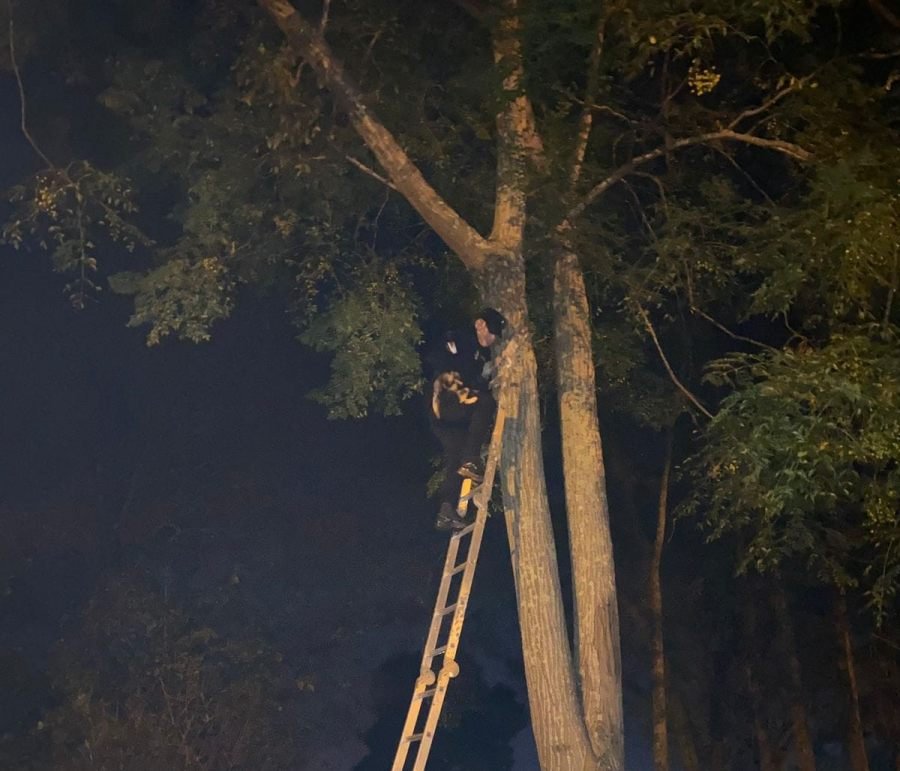 Una intervención poco habitual, pero cargada de empatía: A pedido de una familia policías de la ciudad de Oberá rescataron a su gato atrapado en un árbol