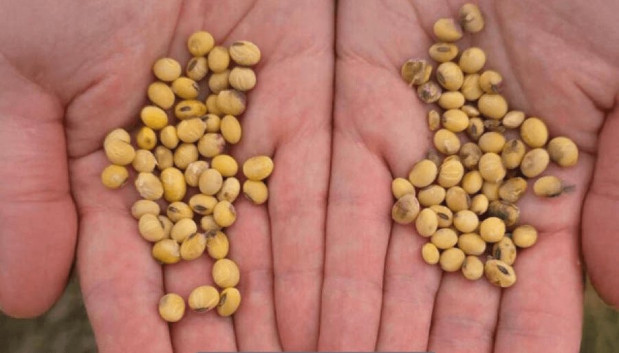 ¿Acelerará la Ley de Semillas?: El acuerdo con EEUU tiene un apartado importante en la propiedad intelectual