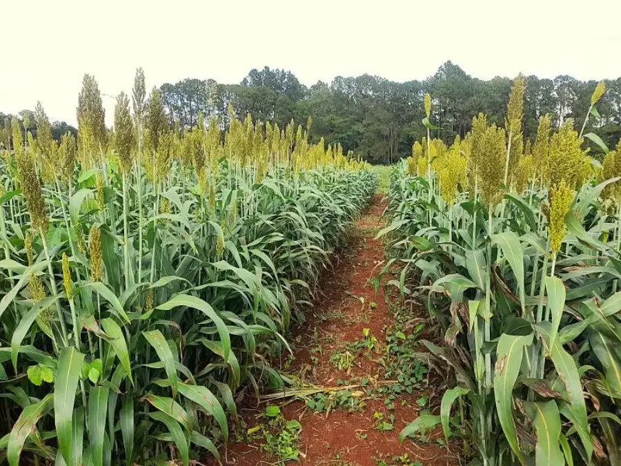Misiones: Evalúan variedades de sorgo como alternativa forrajera