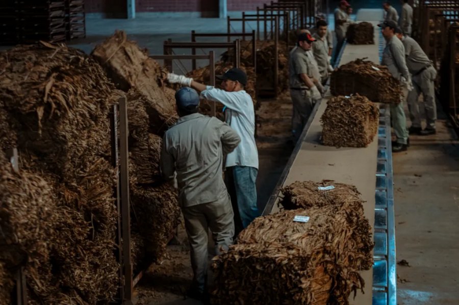 El acopio del tabaco en la provincia de Misiones ya generó más de 45.600 millones de pesos a productores