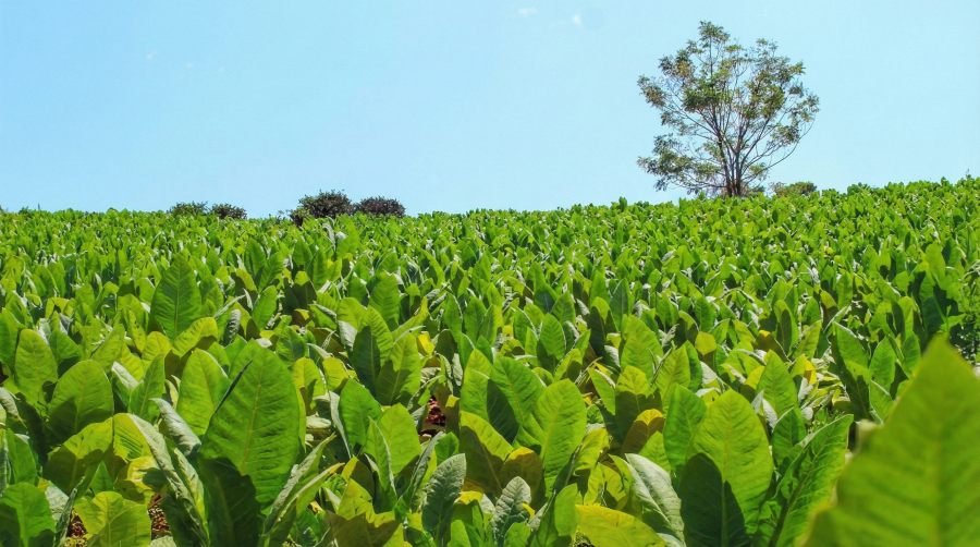 López Sartori: “Vamos a ser inflexibles y cerraremos a las empresas que no paguen al productor”
