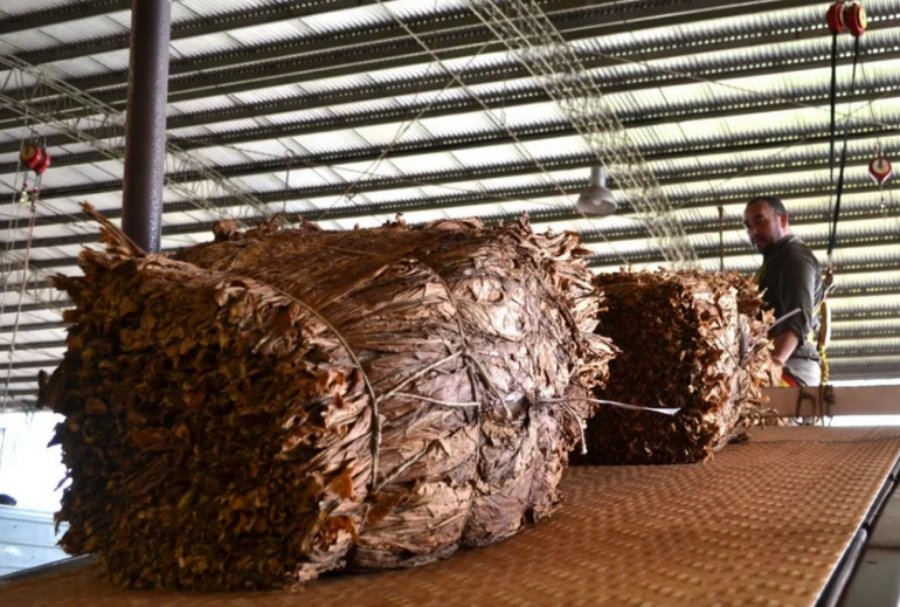 Acopio en el Municipio de San Vicente: Prevén cerca de tres mil toneladas y aseguran que “los productores están entregando normalmente su tabaco”