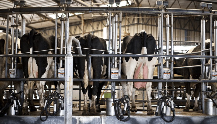 La producción de leche sigue por la senda alcista y va camino a ser la más alta en una década, en Noviembre, los tambos ordeñaron un 8,1% más que en igual mes del año pasado