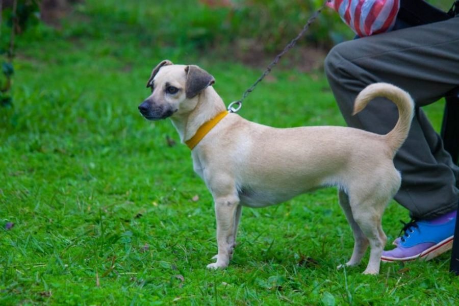 Brindan recomendaciones para el cuidado responsable de mascotas