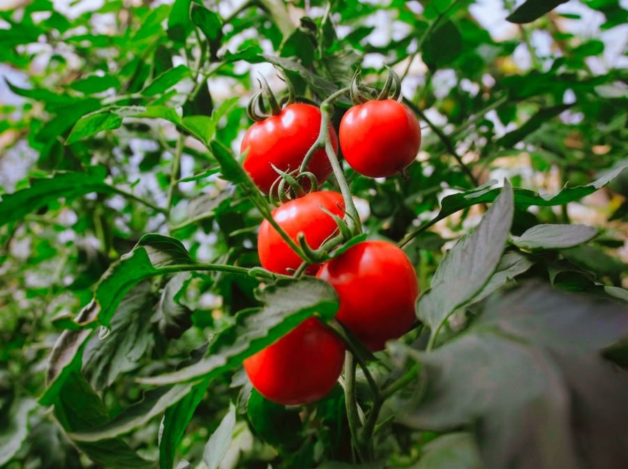 Hortalizas, frutas y especies medicinales: La provincia de Misiones impulsa una estrategia integral para seguir ampliando la matriz productiva