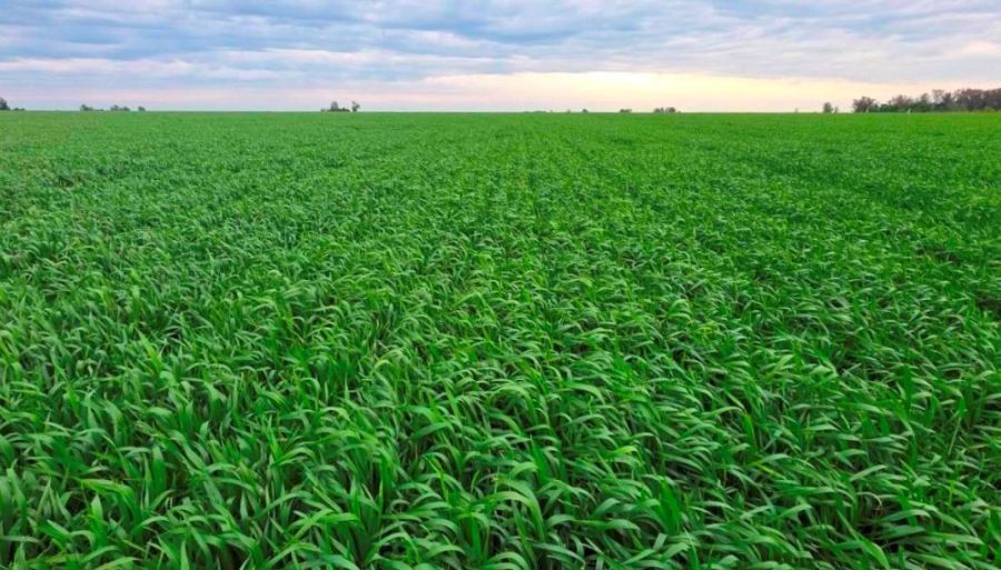 El “Cordobazo” del trigo: estiman una supercosecha que superará ampliamente el récord anterior