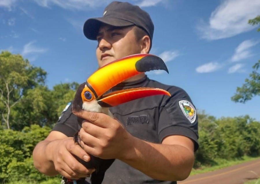 Policías de Misiones rescataron a un tucán con el pico atascado en un poste de luz en el Municipio de San José