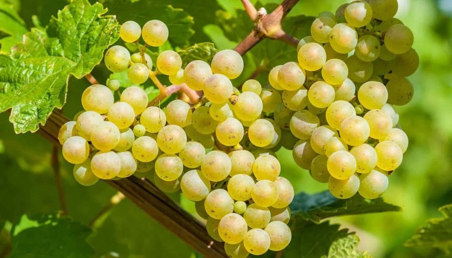 La salud de los jugos naturales: San Juan y Mendoza impulsan una Ley para potenciar al mosto
