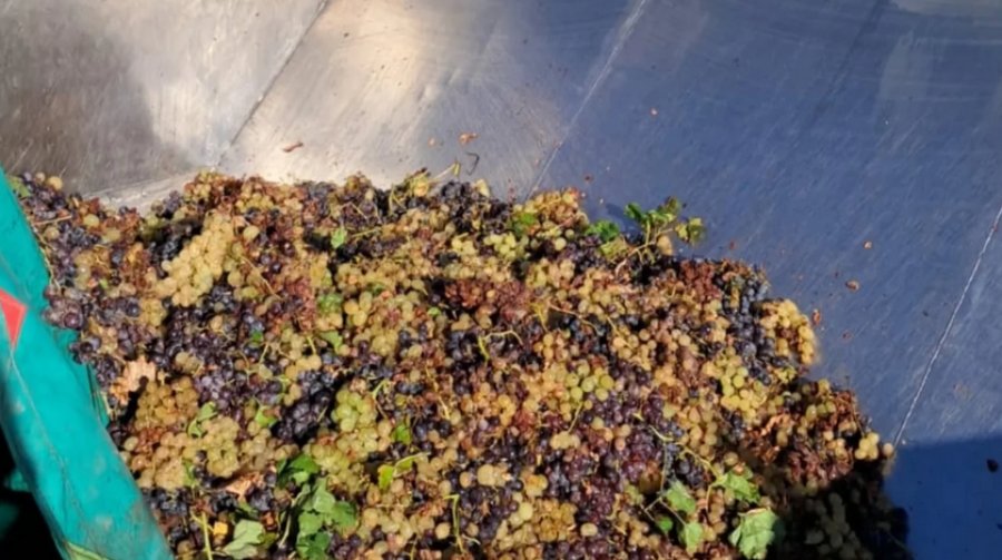 Fiambalá y Tinogasta en Catamarca se posicionan como referente de Argentina con su producción en uva